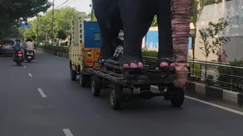 elephant going with its owner