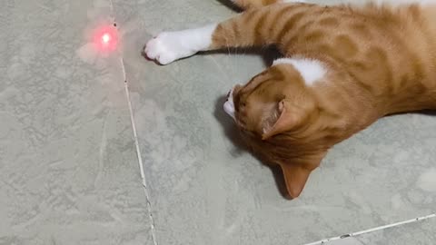kitten playing with laser pointer