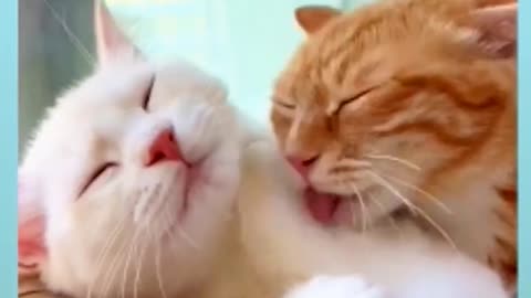 Most Romantic 🤩 Cat Couple 😍😍😍😍😍