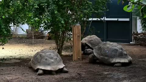 El Zoológico de Londres abre un nuevo hogar para tortugas gigantes