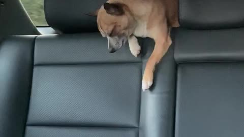Chihuahua falls asleep during his great escape