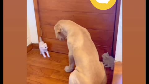 Funniest cats and dogs videos 😂 Best funny babies