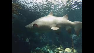 Florida Aquarium Scuba Diving Aug 15th 2015