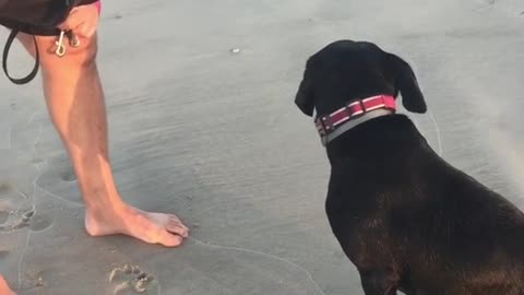 Guilty dog can't make eye contact after he ran off