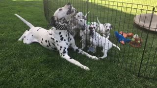 Dalmatian father plays with puppies through safety of pen