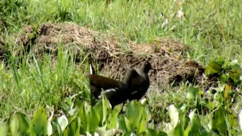 Common Moorhen bird photo