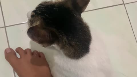 Cat Chases Shoelace In Circles