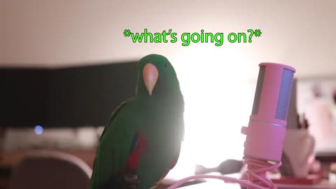 Cute parrot Talking bird Funny video 2022