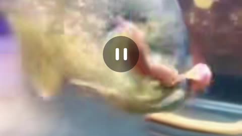Fish piranhas eat eels