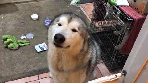 Alaskan Malamute Ransacks Garbage And Shows No Remorse