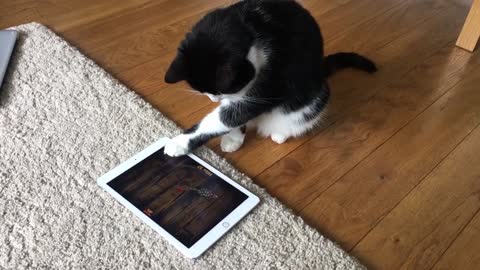 Kitten the having fun with the ipad