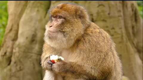 Cute and funny monkey eating apple !!