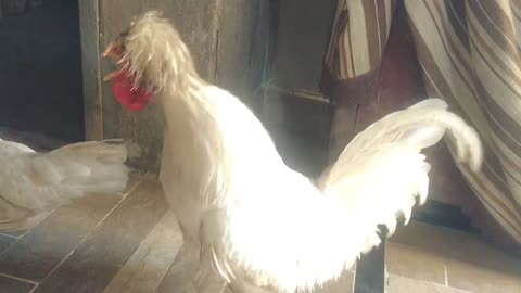 Beautiful_Rooster_Crowing_|_White_Polish_|_Fancy_hen_|_sound_effect(720p)