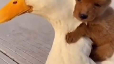 Cute Animals Dog and Duck