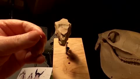 Make The Head Bones Of Dinosaur Fossils