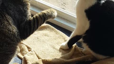 Little cat shows big cat who's boss!