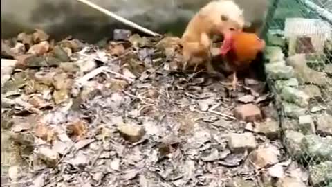 Dog VS Chiken Fight
