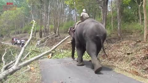 ❤️ Watch how an 🐘 elephant 🐘 clearing the fallen tree off the road in India. Incredible Strength! ❤️