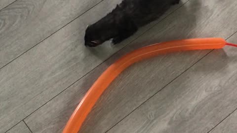 Playful Ferrets Have Fun With a Tube Balloon