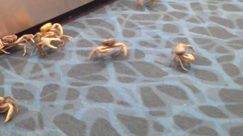 Crabs Try to Sneak Past Customs