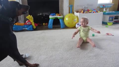 Friends Dogs and Babies play funniest home videos