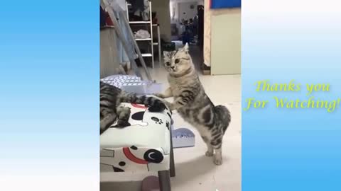 Funny Animals compilation cats & dogs