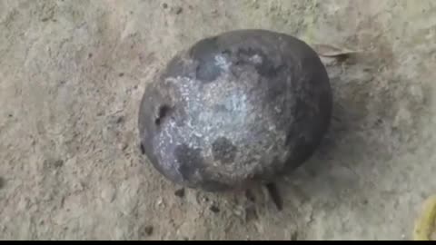 Dinosaur egg or meteorite, so it could be meteorite