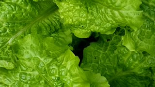 Fresh Homegrown Organic Green Leaves Lettuce Plants in a Garden 2024