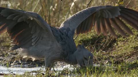 The Dark Side of Shoebill Chicks | Africa | BBC Earth