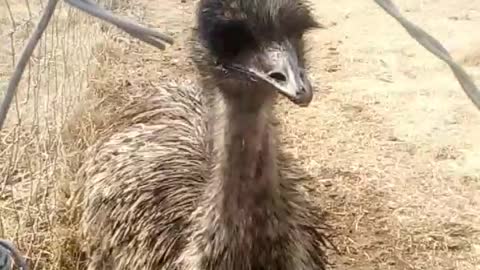 Ostrich, Republic of South Africa