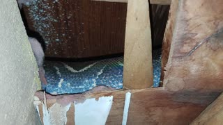 Boa Constrictor in an Attic