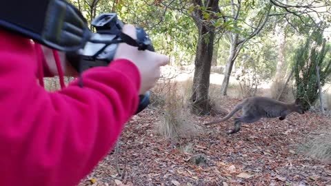 Kid photographer taking pictures of kangaroo