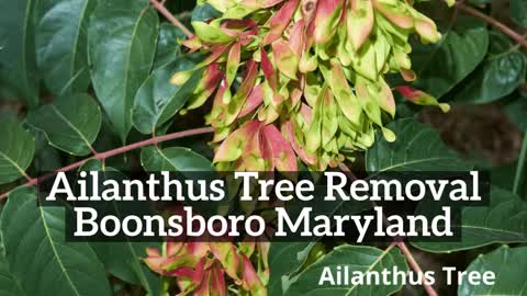 Ailanthus Tree Boonsboro Maryland Removal Landscaping