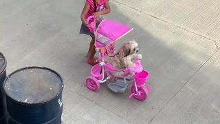 Girl Takes Dog for Stroll