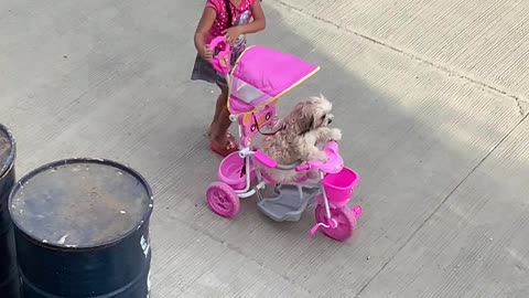 Girl Takes Dog for Stroll