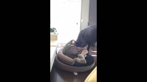 Grumpy Great Dane Doesn't Let His Owner Sleep In The Dog Bed