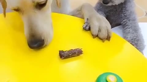 Funny Dogs Videos 2021