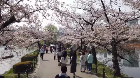 Walking Tour of Meiji Jingu Shrine 2