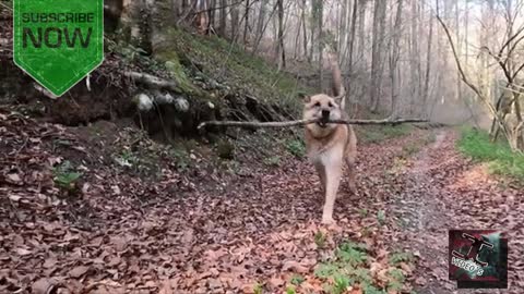 cute and beautiful pets run run