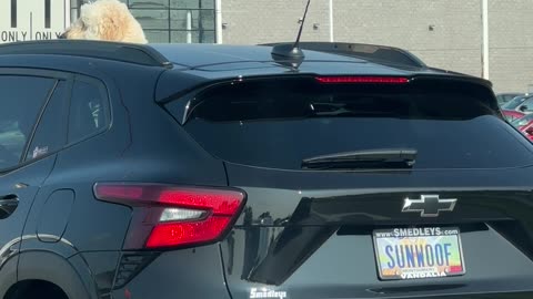 A Sun Woof Peeking Out Of The Sunroof