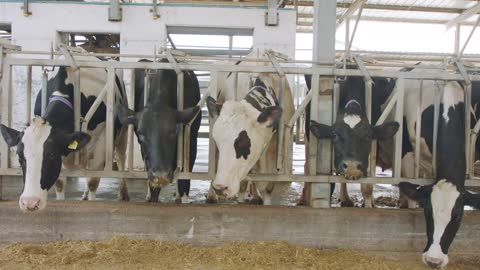 Cows eating Silage in a large dairy farm, milk production