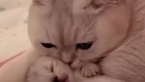 Cute baby cat and mother
