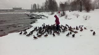 Feeding wild ducks in winter.