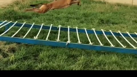 Dog high jump