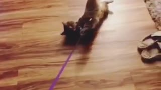 Cat dragged by purple leash