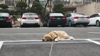Exhausted Dog Quits Walk, Lays Down To Recharge Batteries