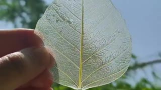 Leaf Diy | Leaf Skeleton | How to use leaf for decoration | Leaf Art