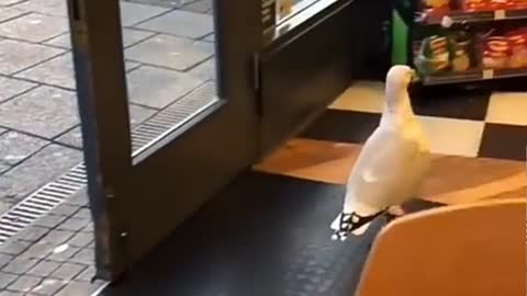 A beautiful bird stealing chips from an excellent market