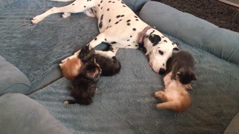 Dalmatian puppy entertains 5 foster kittens