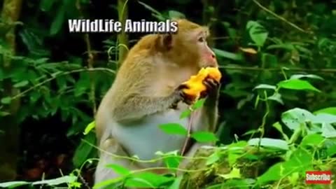 Adorable Monkey Eating Ripe Mango/2021 must watch video